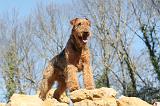 AIREDALE TERRIER 094